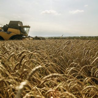 Минсельхоз решил отменить пошлину на пшеницу