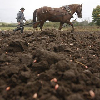 В скупке черноземов Украины заинтересованы американские компании