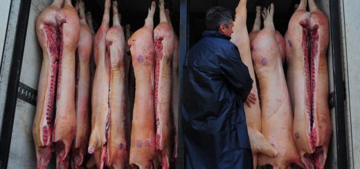 Россия ввела временный запрет на поставки свинины из Молдавии