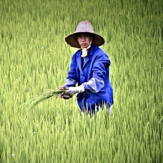 Аграрная политика Китая