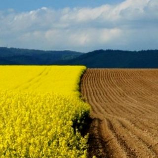 рынок сельхозземель на Украине