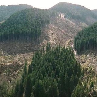 Вырубка леса в Закарпатье